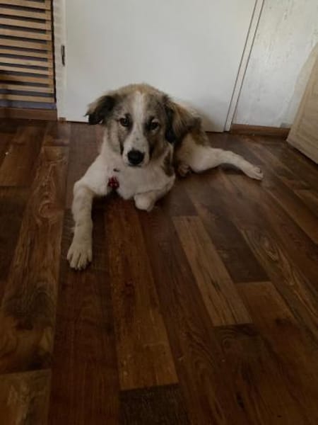 Luna - aktive Familie gesucht