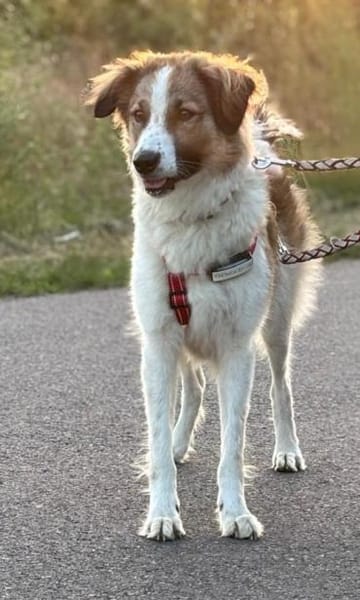 Luna - aktive Familie gesucht
