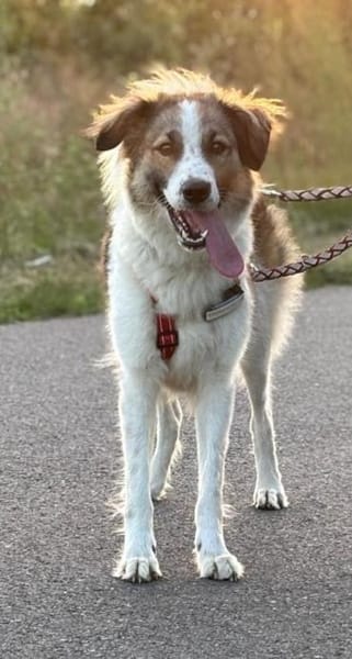 Luna - aktive Familie gesucht