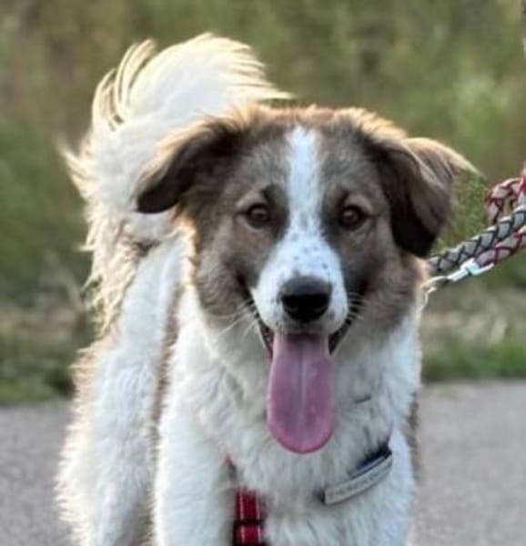 Luna - aktive Familie gesucht