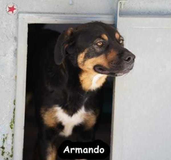 ARMANDO