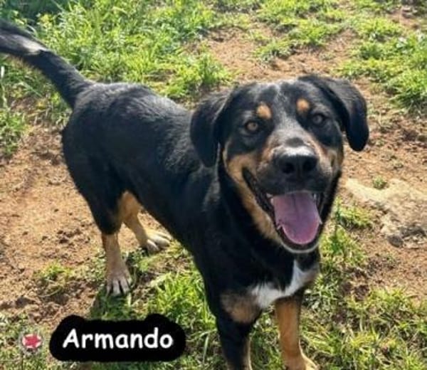 ARMANDO