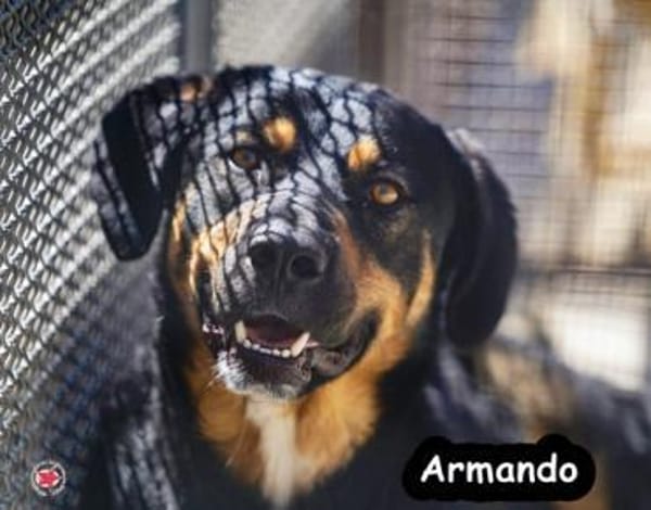 ARMANDO