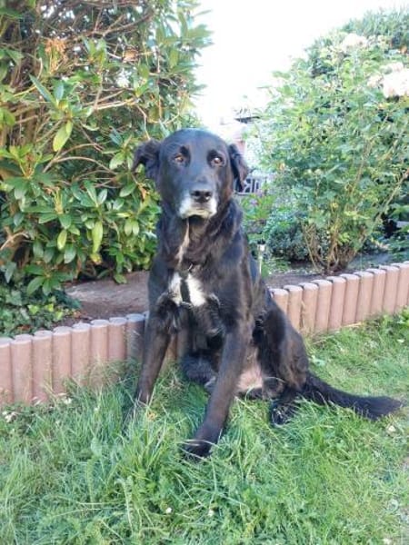 Sanfter Riese Brutus