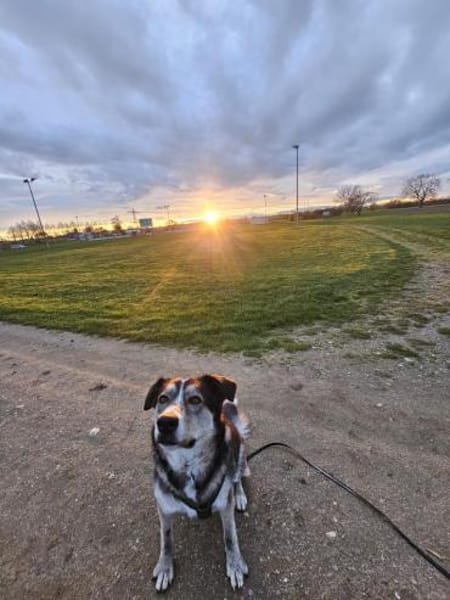 Cody braucht dringend ein zu Hause