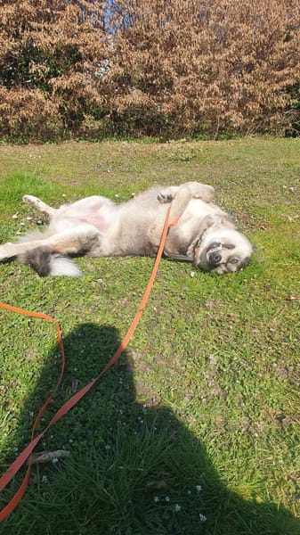 Cody braucht dringend ein zu Hause