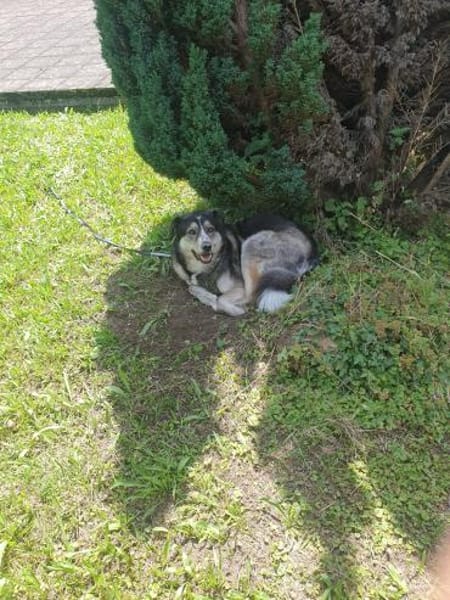 Cody braucht dringend ein zu Hause