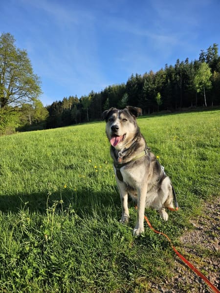 Cody braucht dringend ein zu Hause