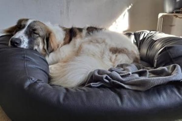 Ozora sucht ihre Herzensmenschen!