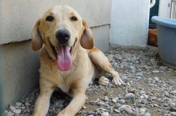 Senior Charlie sucht ruhiges Plätzchen