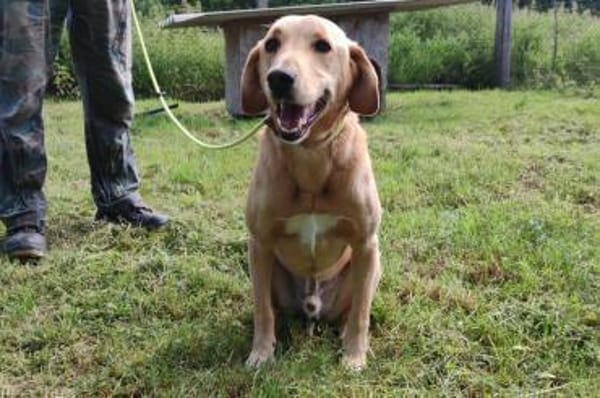 Senior Charlie sucht ruhiges Plätzchen
