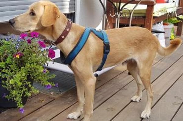 Senior Charlie sucht ruhiges Plätzchen