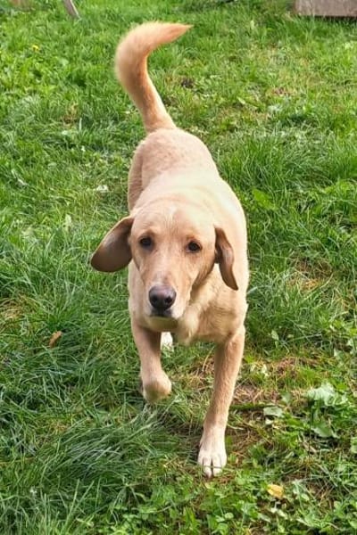 Senior Charlie sucht ruhiges Plätzchen