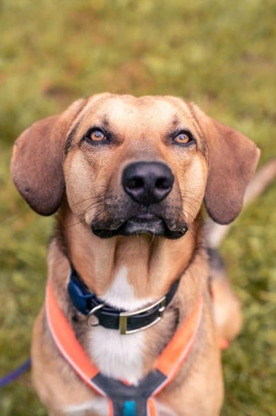 Freddi  ein richtig toller Hundekumpel