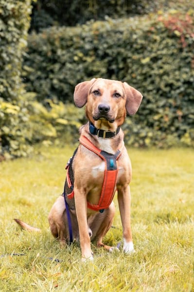 Freddi  ein richtig toller Hundekumpel