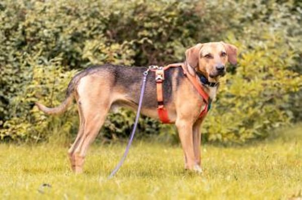 Freddi  ein richtig toller Hundekumpel