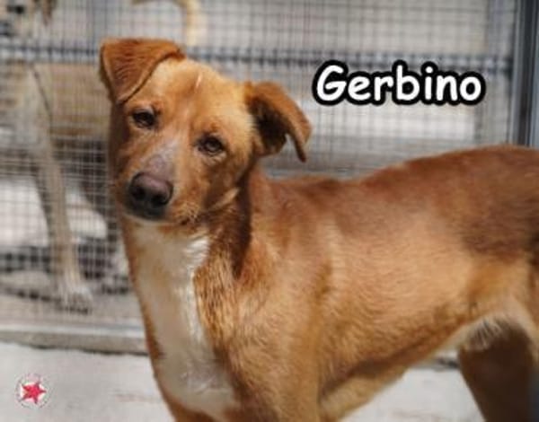 GERBINO