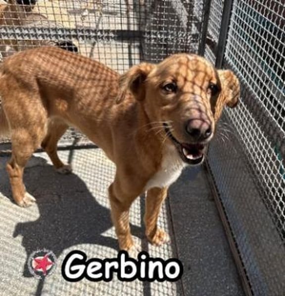 GERBINO