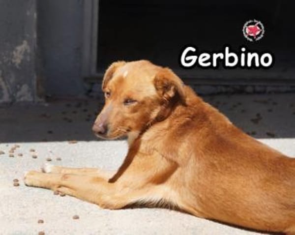 GERBINO