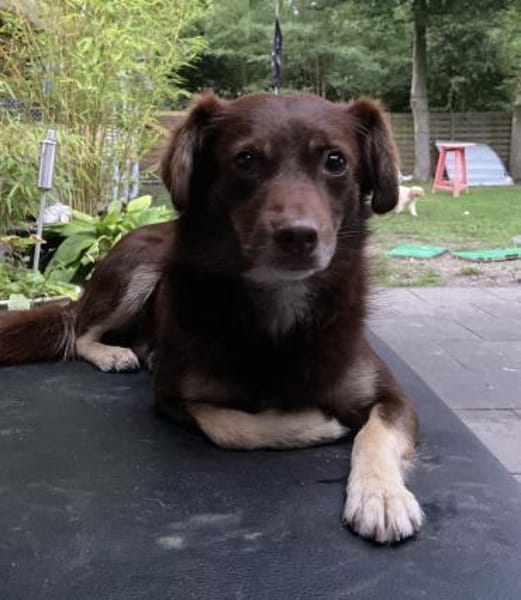 TITA (treu, zart, liebevoll)