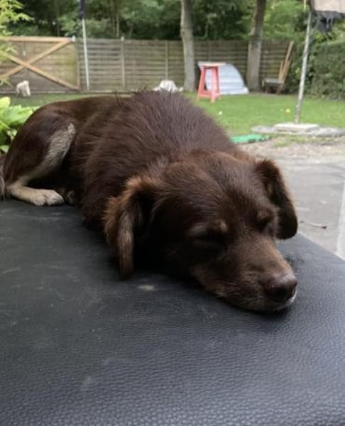 TITA (treu, zart, liebevoll)