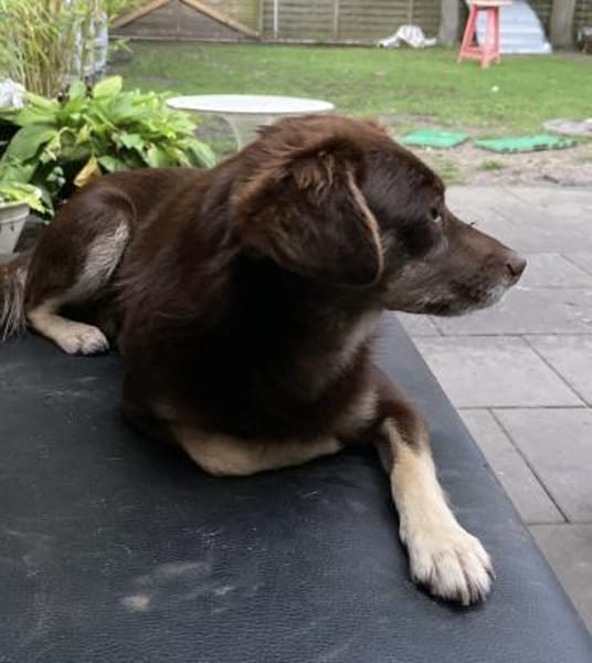 TITA (treu, zart, liebevoll)