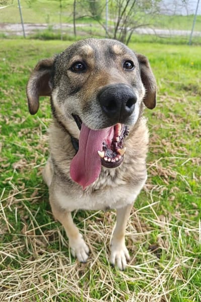 Finn sucht sein Für-Immer-Zuhause 🏠🐕