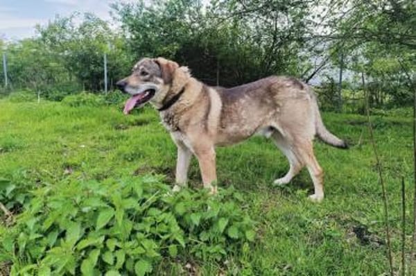 Finn sucht sein Für-Immer-Zuhause 🏠🐕