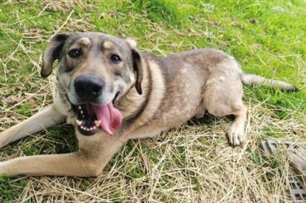 Finn sucht sein Für-Immer-Zuhause 🏠🐕