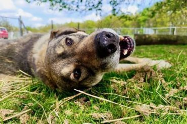 Finn sucht sein Für-Immer-Zuhause 🏠🐕