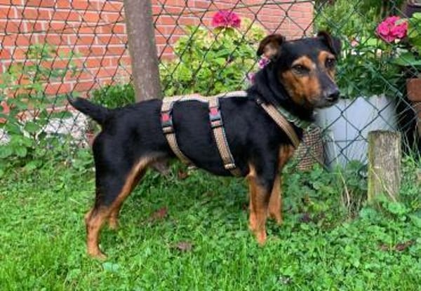 Roco4 sucht ein Zuhause/Pflegestelle