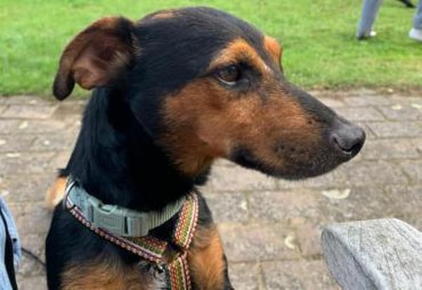 Roco4 sucht ein Zuhause/Pflegestelle