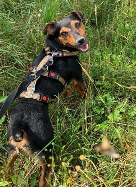 Roco4 sucht ein Zuhause/Pflegestelle