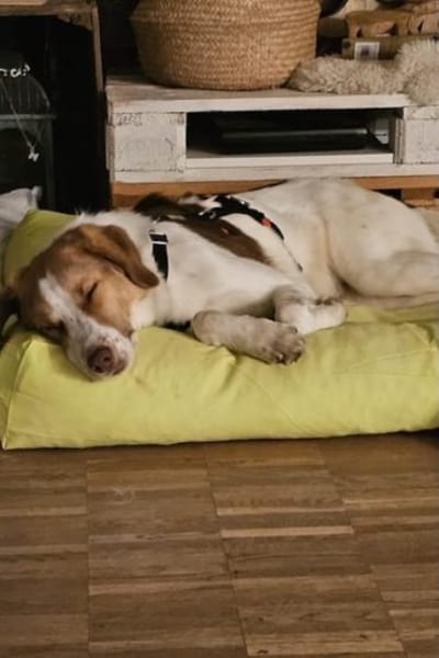 Loki: Ein Schelm sucht sein Zuhause