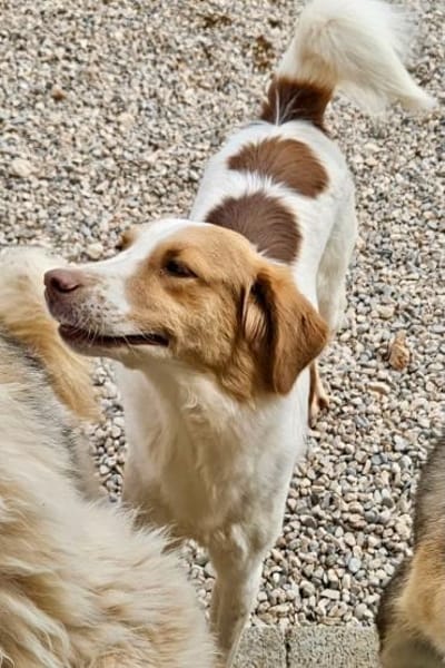 Loki: Ein Schelm sucht sein Zuhause