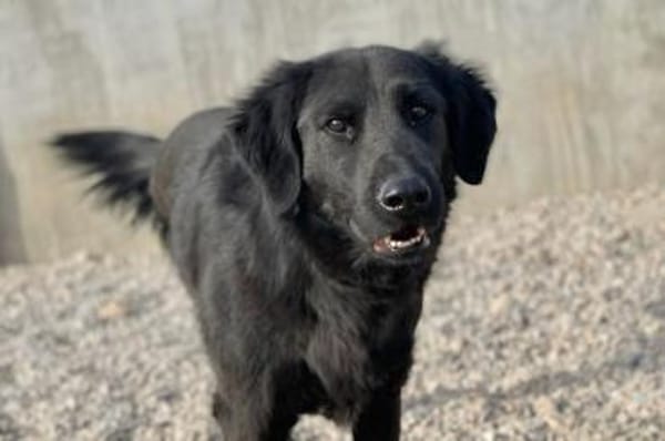 Blacky  startklar für seine Menschen