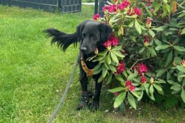 Blacky  startklar für seine Menschen