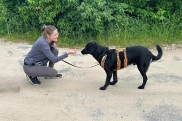 Blacky  startklar für seine Menschen