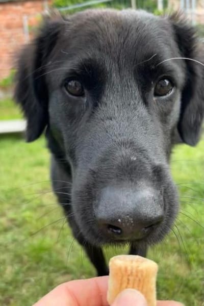 Blacky  startklar für seine Menschen