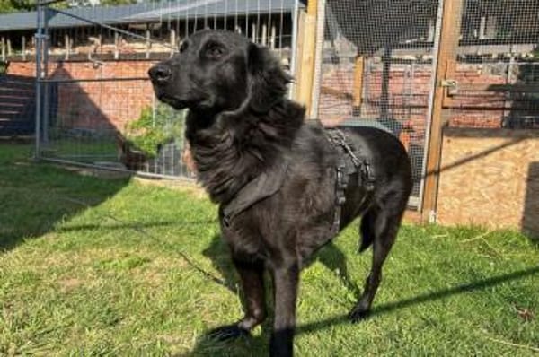 Blacky  startklar für seine Menschen