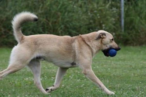 Lucky- bereit für neue Abenteuer