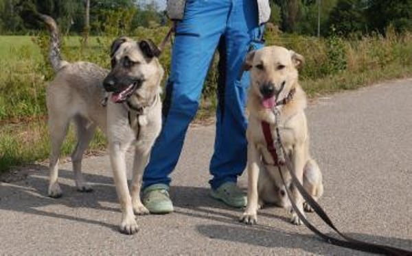 Lucky- bereit für neue Abenteuer