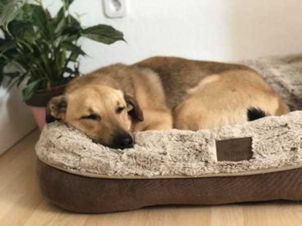 Lucky- bereit für neue Abenteuer