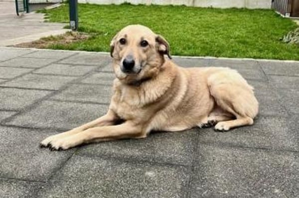 Lucky- bereit für neue Abenteuer