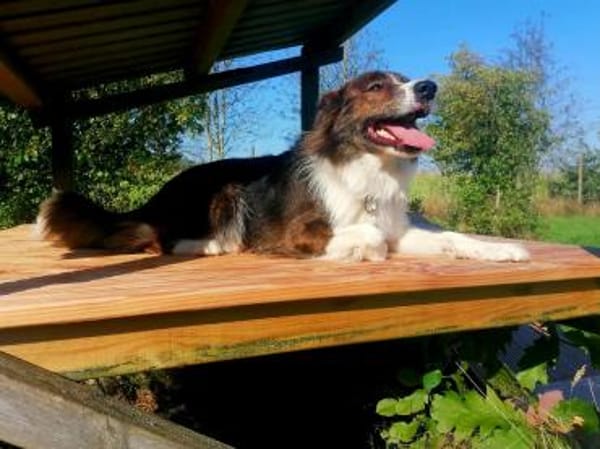 Fausto: sucht ein erfahrenes Zuhause (D)