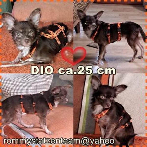 Dio sucht ein ländliches, ruhiges Heim