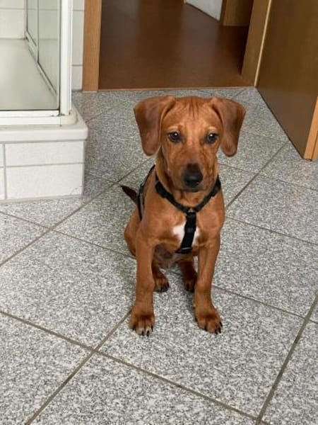 Theo sucht neues für immer Zuhause