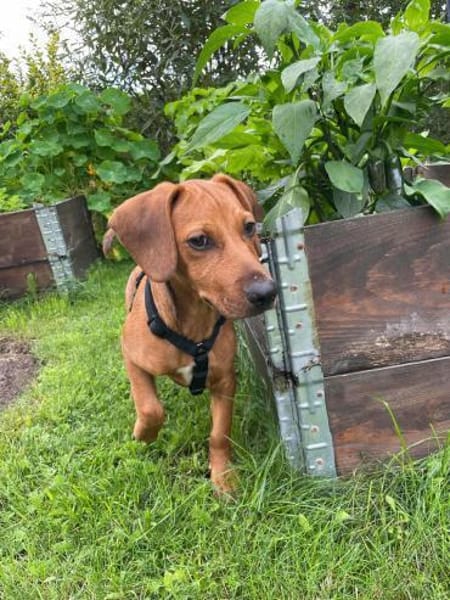 Theo sucht neues für immer Zuhause