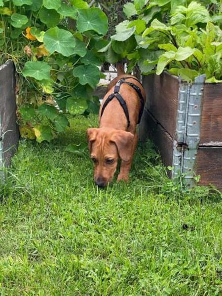 Theo sucht neues für immer Zuhause