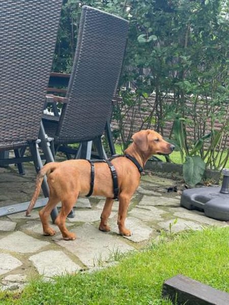 Theo sucht neues für immer Zuhause